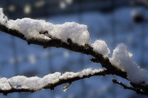 branche-neige