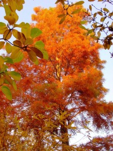 Jardins-du-pays-vert-liquidambar