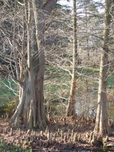 Jardins-du-pays-vert-taxodium-distichum